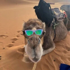 Pit Viper The Clawdia - Moontower -Sport Way Store MoontowerCLAWDIAresized